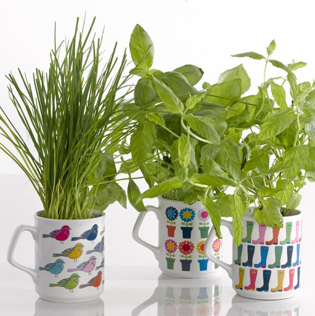 Laserjet WaterSlide Decals Gecko Paper